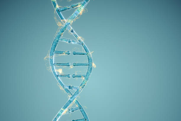 istock DNA and chromosomes,genes and inheritance,3d rendering. 1206629501