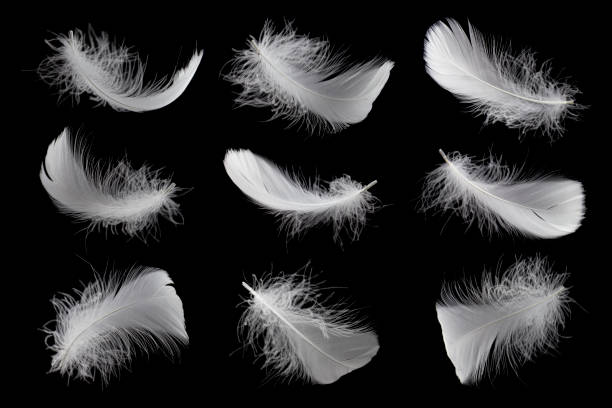 istock Set of a white feathers isolated on black background 1206630452