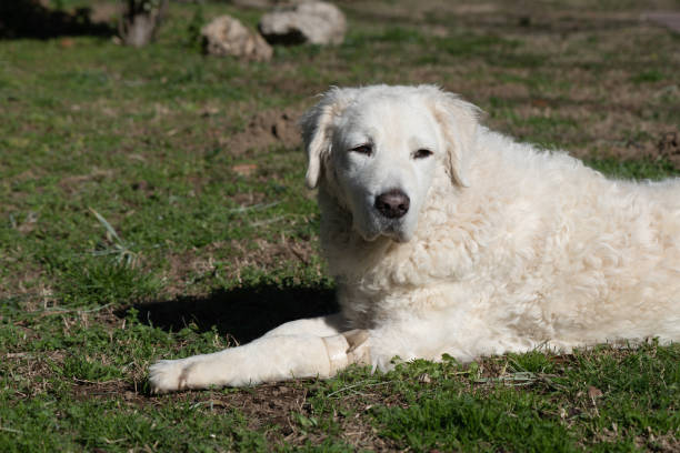 istock Beautiful Kuvasz dog with green background 1206630564