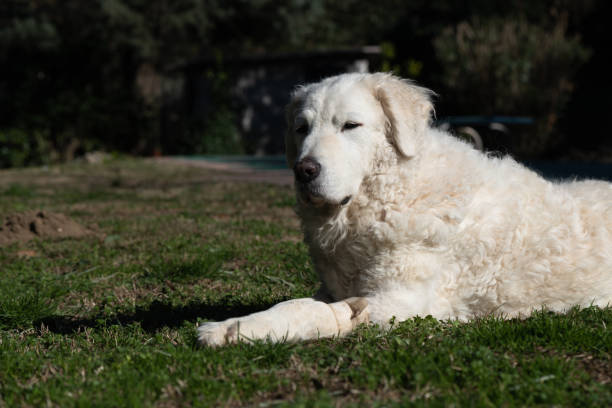 istock Beautiful Kuvasz dog with green background 1206630579