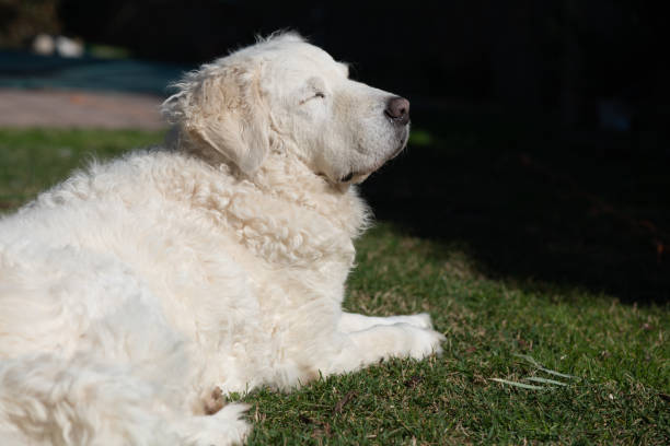 istock Beautiful Kuvasz dog with green background 1206630585