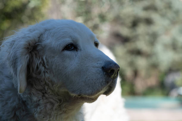 white dog close-up