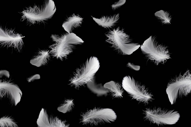 istock Soft a white feathers floating in the air 1206630920