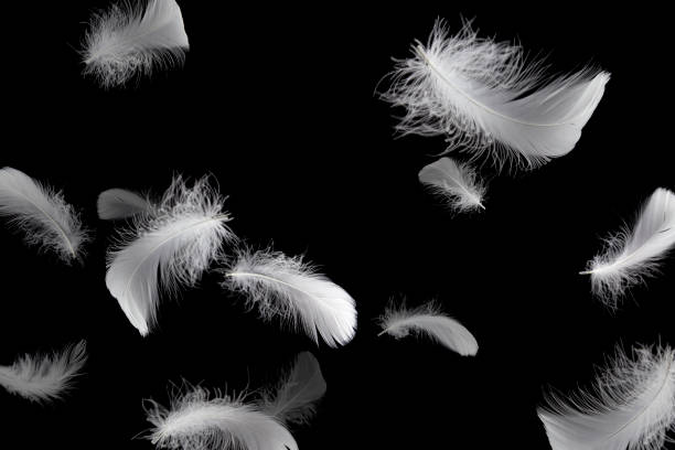 istock Soft a white feathers floating in the air 1206630946