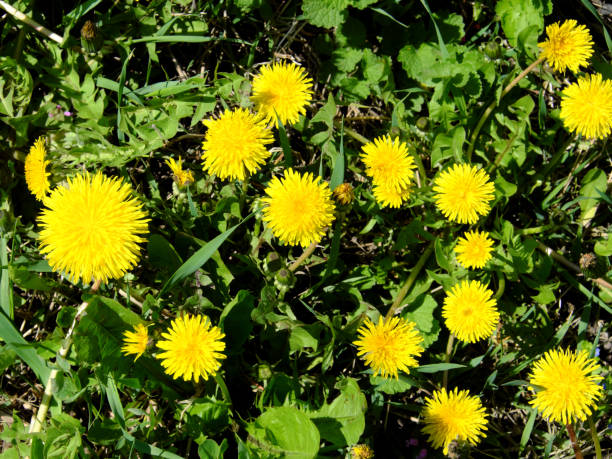 istock Some beautiful wild-growing dandelion flowers. Spring flowers. 1206631934