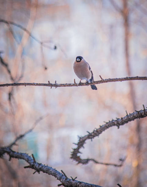 istock reddish chest bullfinch on a winter day 1206632355