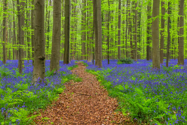 istock Famous forest Hallerbos in Brussels Belgium 1206632440