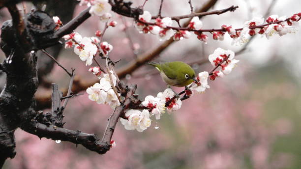 istock White-eye staying on the plum tree branch 1206633174