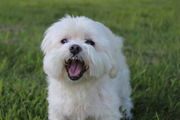istock Cute blind Maltese dog 1206633335