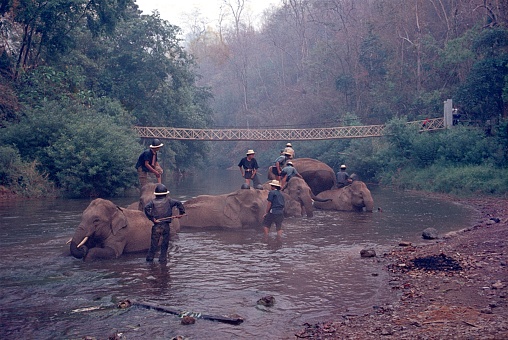 Northern Thailand, 1977. Elephant washing day on a river in northern Thailand. Also: mahouts.