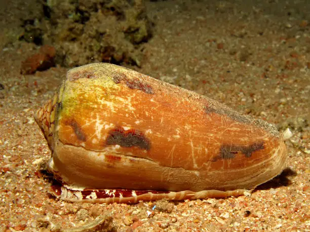 Geography cone (Conus geographus) Taking in Red Sea, Egypt.