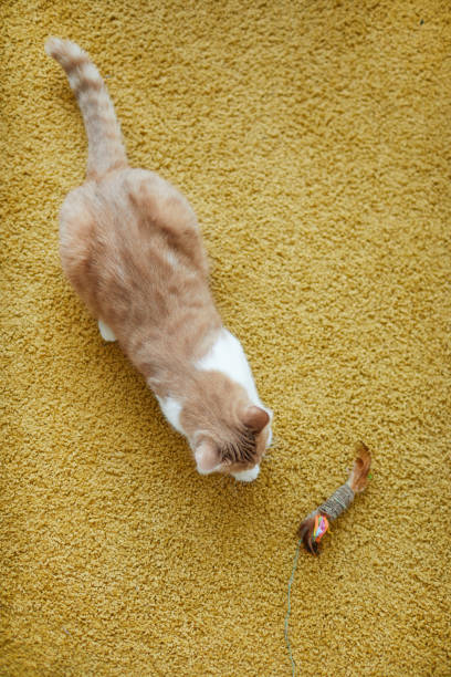 istock Cat with toy on the floor 1206637966