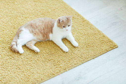 Cute domestic cat resting on the floor on the carpet at home