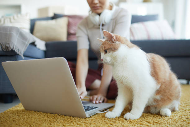 gato sentado cerca del propietario en el suelo - pets table animal cheerful fotografías e imágenes de stock