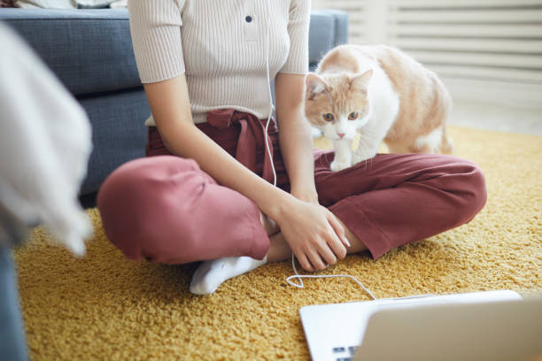 istock Cat with owner on the floor 1206638085