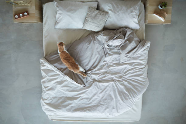 Cat on bed in the bedroom