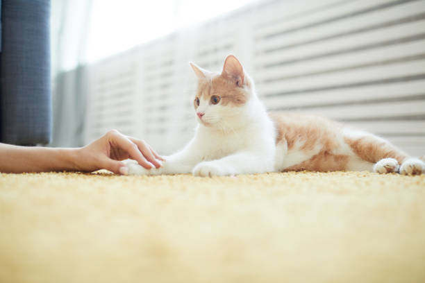 istock Cat lying on the floor with owner 1206638108