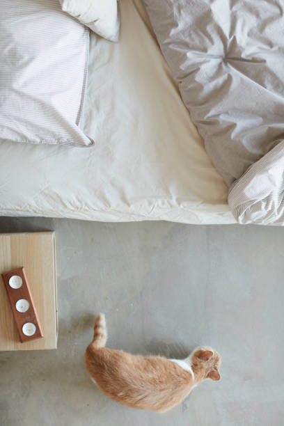 istock Cat in the bedroom 1206638146