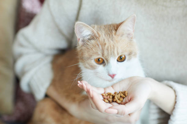 istock Woman feeding the cat 1206638258