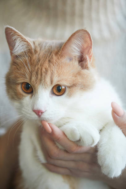 istock Woman holding her pet 1206638263