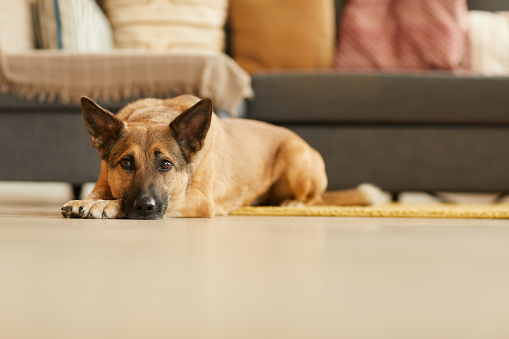German shepherd lying on the floor near the sofa and resting in the room at home