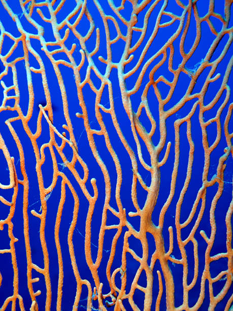 istock Sea fan coral (Annelle mollis) 1206638472
