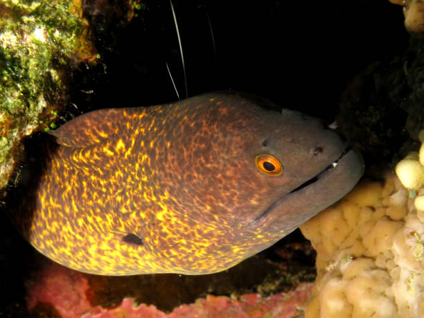 Yellowmargin moray. (Gymnothorax flavimarginatus) Yellowmargin moray. (Gymnothorax flavimarginatus). Taken at ras Mohamed in Sharm el Sheikh, Red Sea. yellow margined moray eel stock pictures, royalty-free photos & images