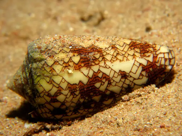 Textile cone (Conus textile neovicarius)Taking in Red Sea, Egypt.
