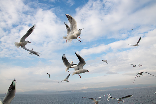 Red-billed gull