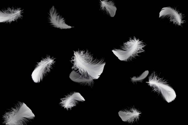 istock Soft a white feathers floating in the air, on black background 1206639697