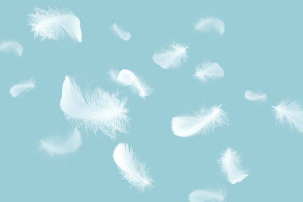 istock Soft a white feathers floating in the air 1206639705