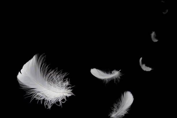 istock Soft a white feathers floating in the air, on black background 1206639718