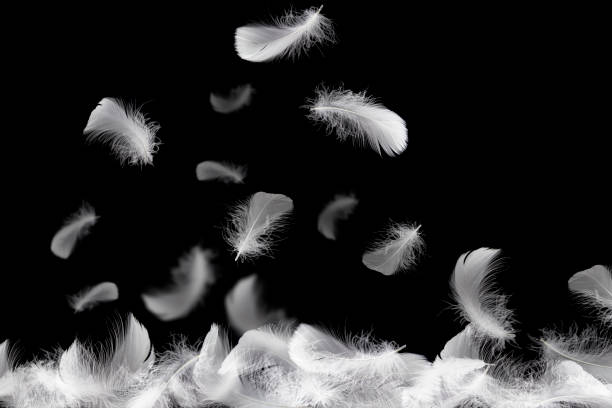 istock Soft a white feathers falling down in the air, on black background 1206639720