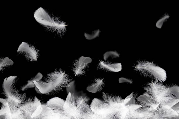 istock Soft a white feathers falling down in the air, on black background 1206639726