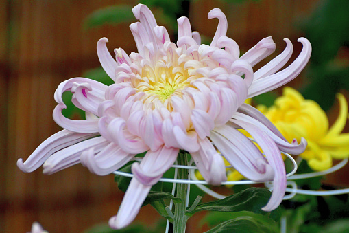 November is chrysanthemum flower season in Japan. Chrysanthemum flowers come in a large variety of shapes and sizes and in a wide range of colors. Stems may carry one flower or multiple flowers. There are also daisy-like, spoon-shaped, quill-shaped, thread-like or spider-like florets. They are used as both cut flowers and blooming flowers. Their colors include red, pink, yellow, white, bronze, green, magenta and purple. In Japan, chrysanthemum is a symbol of the Emperor and the Imperial family.