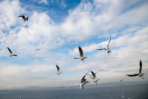 Close-up of a seagull flying on blue sky background. Animals, birds, freedom and loneliness concepts.