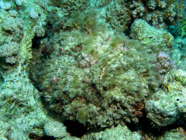 istock Stonefish, Syanceia verrucosa, Red Sea, Egypt 1206643271