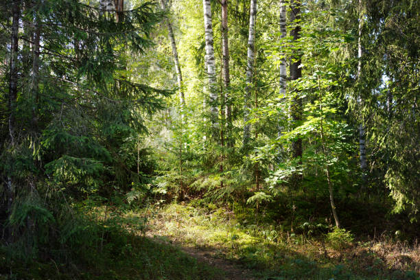 istock Beautiful evergreen coniferous forest on a clear autumn day. Sun rays through the branches. Finland 1206643600