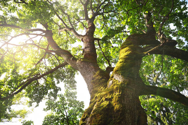 istock An old mossy tree close-up, forest in the background. Summer sunset. Latvia 1206643606