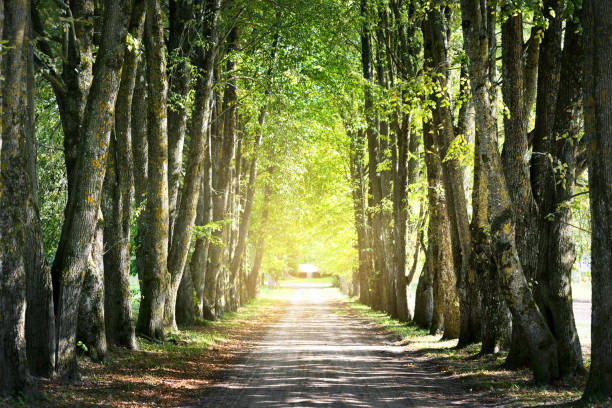 istock An empty dirt road through the park on a clear summer day. Mossy green trees close-up 1206643616