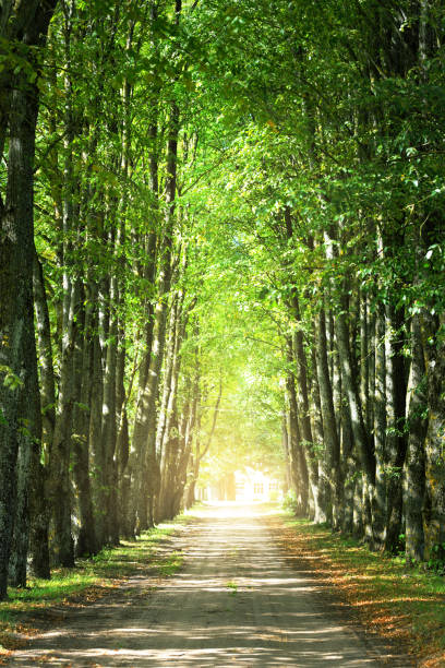 istock An empty dirt road through the park on a clear summer day. Mossy green trees close-up 1206643642