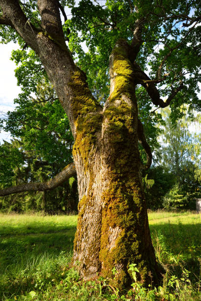 istock An old mossy tree close-up, forest in the background. Summer sunset. Latvia 1206643648