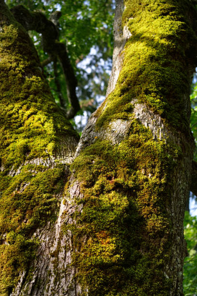 istock An old mossy tree close-up, forest in the background. Summer sunset. Latvia 1206643665