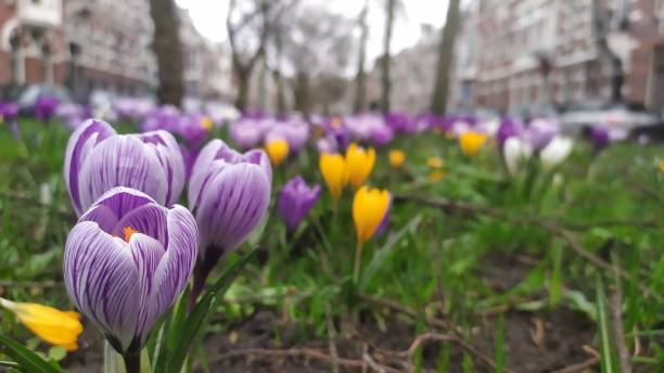 istock Spring flowers in Rotterdam, the Netherlands 1206643692