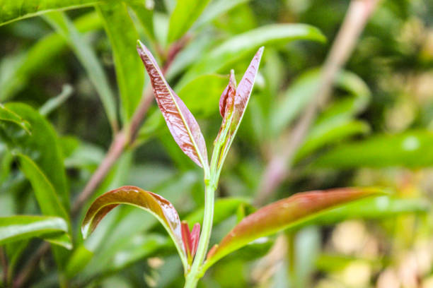 istock A picture of leafs 1206643794