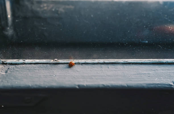 Ladybug on the wooden window sill. Symbol of good luck