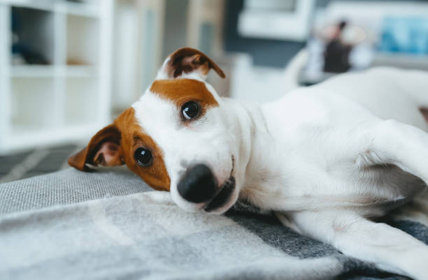 istock Cute dog relax on a bed. Jack Russell Terrier 1206644483