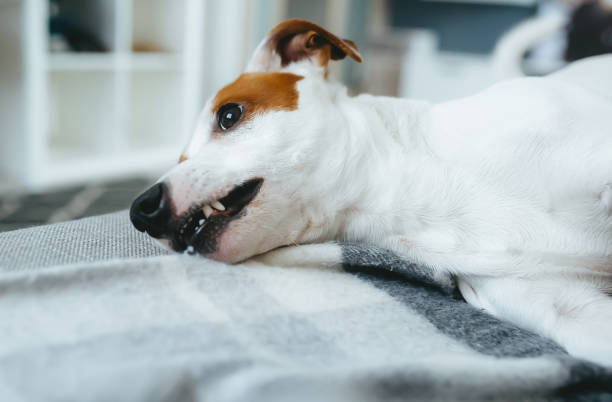 istock Cute dog relax on a bed. 1206644634