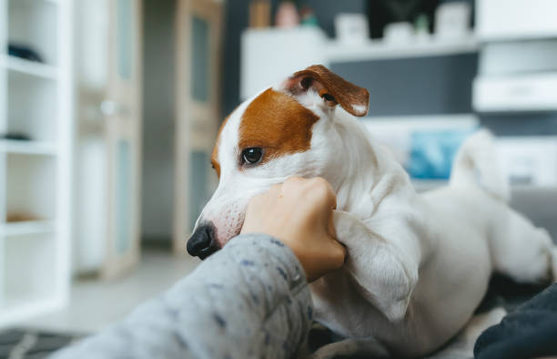istock Woman relaxing at home, playing with dog. 1206644650
