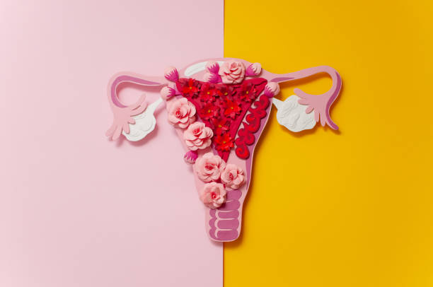 istock Concept endometriosis. The women's reproductive system, gynecological diseases 1206644810